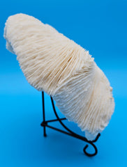 Rounded mushroom coral with radial ivory ridges and domed shape on blue background