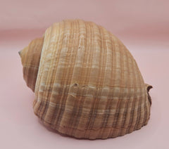 Large Tonna Shell – Natural Sea Shell for Coastal Decor & Collectors