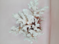 Vintage Brownstem Coral with textured brown branches – 10 x 8.25 x 6.5 inches coastal display piece