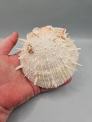 Vintage Spondylus shell, 4.5 inches wide, featuring natural spines and vibrant color, perfect for ocean-themed décor or collections