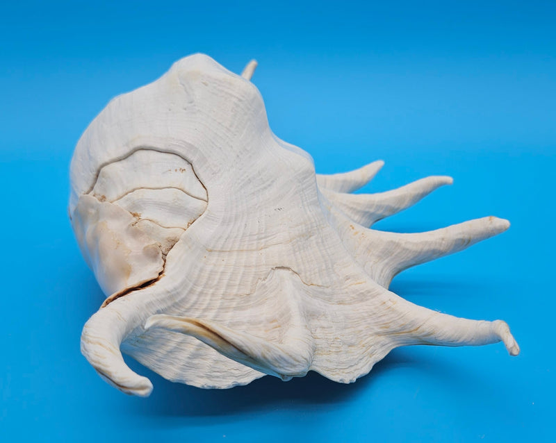 Extra large mutant Lambis truncata display shell for coastal home decor - premium natural specimen