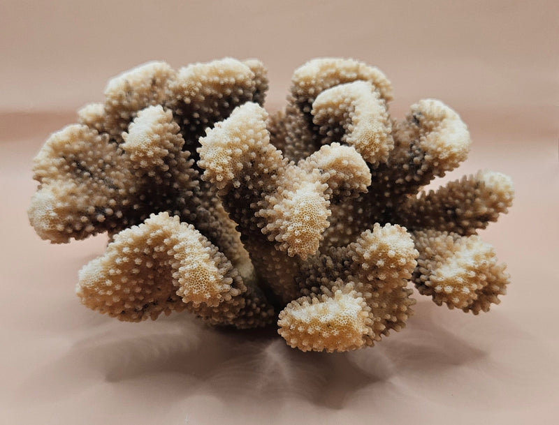 Vintage cauliflower coral specimen with branching texture and white tips, 8.75 inches wide