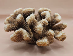 Vintage cauliflower coral specimen with branching texture and white tips, 8.75 inches wide