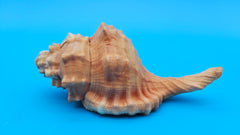 4.4-inch Cymatium pyrum shell in orange and cream with knobby ridges for coastal décor display