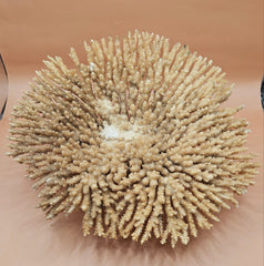 Natural dried table coral specimen with dense, beige-colored branching, ideal for coastal home décor, beach wedding centerpieces, or marine-themed interior styling