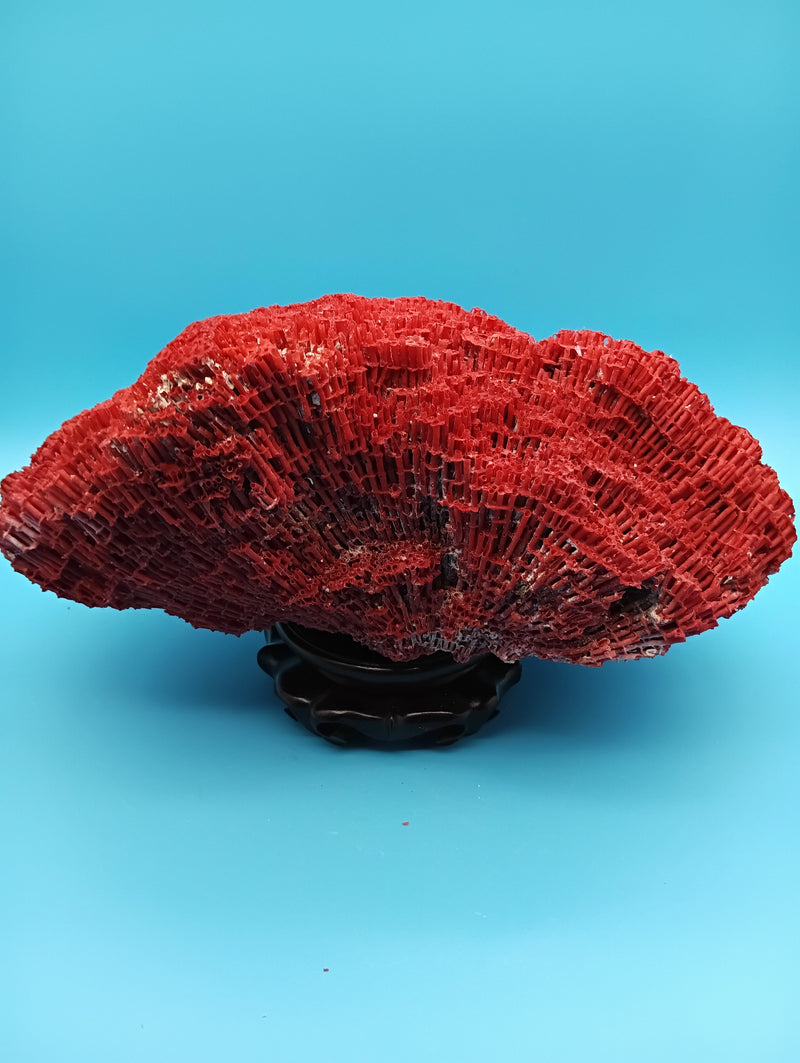 Vintage Red Pipe Coral 13x7.5x5.5 (Tubipora musica) Ocean Collectible