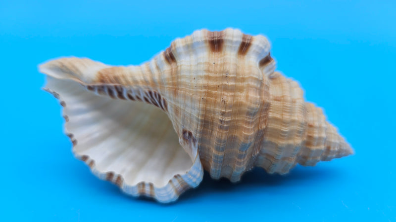 Cabestana spengleri shell, 3.8 inches, golden-brown with ribbed spiral whorls and wide flared aperture.