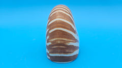 Tiger Nautilus Shell – Striking Natural Ocean Decor 3.7