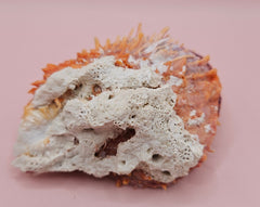 Spondylus shell with coral growth and orange spines, 3.5 inches long, shown on pink background