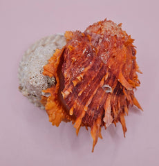 Princeps Spondylus Spiny Oyster Shell with Attached Undosa Astraea – Natural Ocean Display 6x5x4