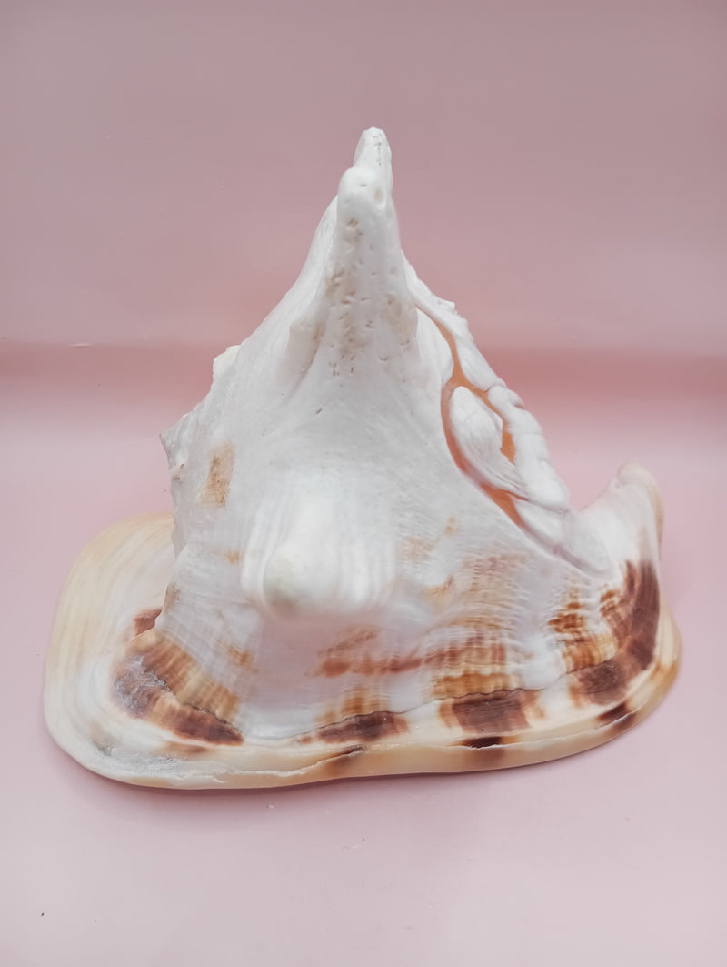 Hand Carved Yellow Helmet Shell with Religious Scene – 7.8 Inches