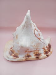 Hand Carved Yellow Helmet Shell with Religious Scene – 7.8 Inches