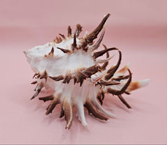  Black murex shell with long dark spines and white body displayed on a pink background