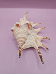 Lambis shell with intricate spiked design, 6 inches, featuring natural cream and brown tones, accompanied by documentation