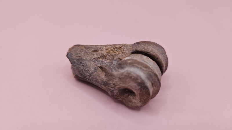Ice Age fossil distal cannon bone from deer or horse with weathered brown surface on pink background