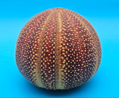 English urchin shell in deep red and tan tones with raised nodules and round shape on a bright blue background