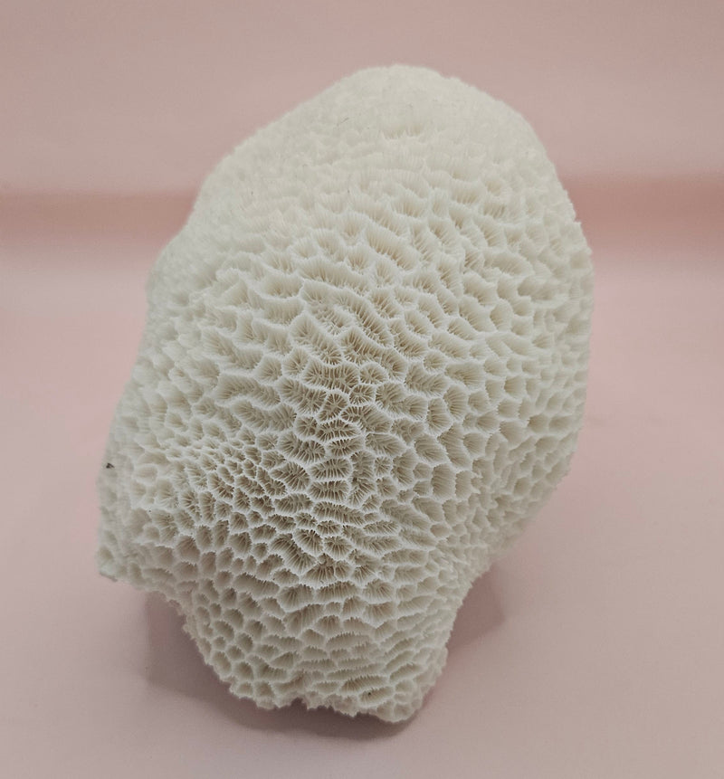 Vintage brain coral Diploria labyrinthiformis specimen with natural white maze-like texture, displayed on pink background, 9.75 inches
