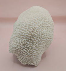 Vintage brain coral Diploria labyrinthiformis specimen with natural white maze-like texture, displayed on pink background, 9.75 inches