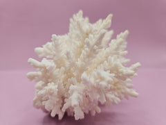 Table Coral ACROPORA LATISTELLA 4.4