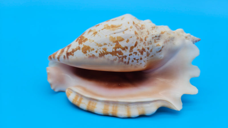 Laminate Conch Shell 4.5" Strombus sinuatus Display Shell with Warm Coastal Color