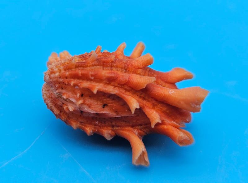 Orange Cardium cardita shell with spiny texture from Bantayan Island for coastal décor display, approx. 1.3 inches