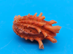 Orange Cardium cardita shell with spiny texture from Bantayan Island for coastal décor display, approx. 1.3 inches