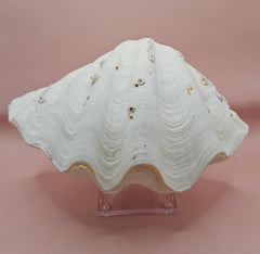 Vintage Bear Paw Clam Shell with natural ridges and tubeworm markings on a pink background – Hippopus hippopus specimen 10x7 inches