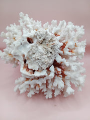 Vintage Brownstem Coral with natural branch texture – 8 x 5.5 x 7 inches