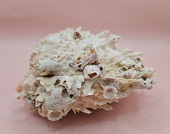 Spiky white Spondylus shell with ridged texture and sharp coral-like points, shown on a blue background
