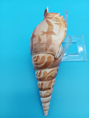 4.8
