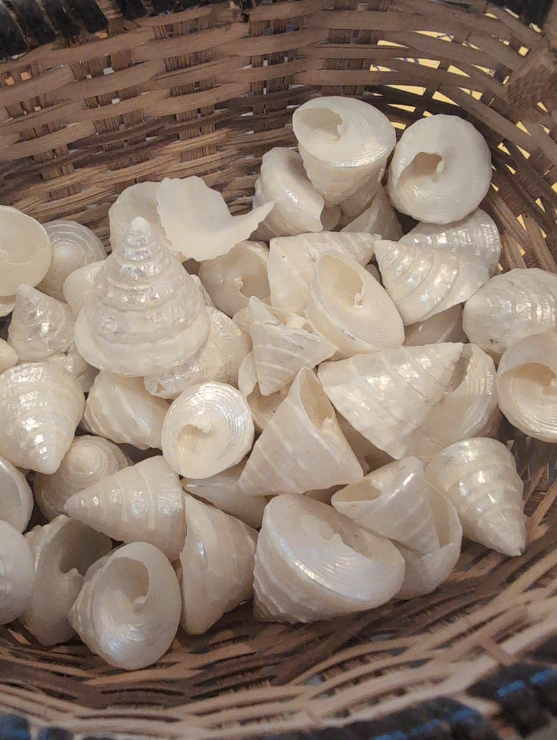 Small Pearl Trochus