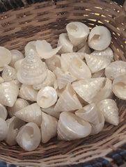 Small Pearl Trochus