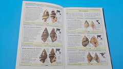 Smithsonian Handbooks Shells softcover book by S. Peter Dance, 2002 DK edition with 500+ species and full-color identification guide.