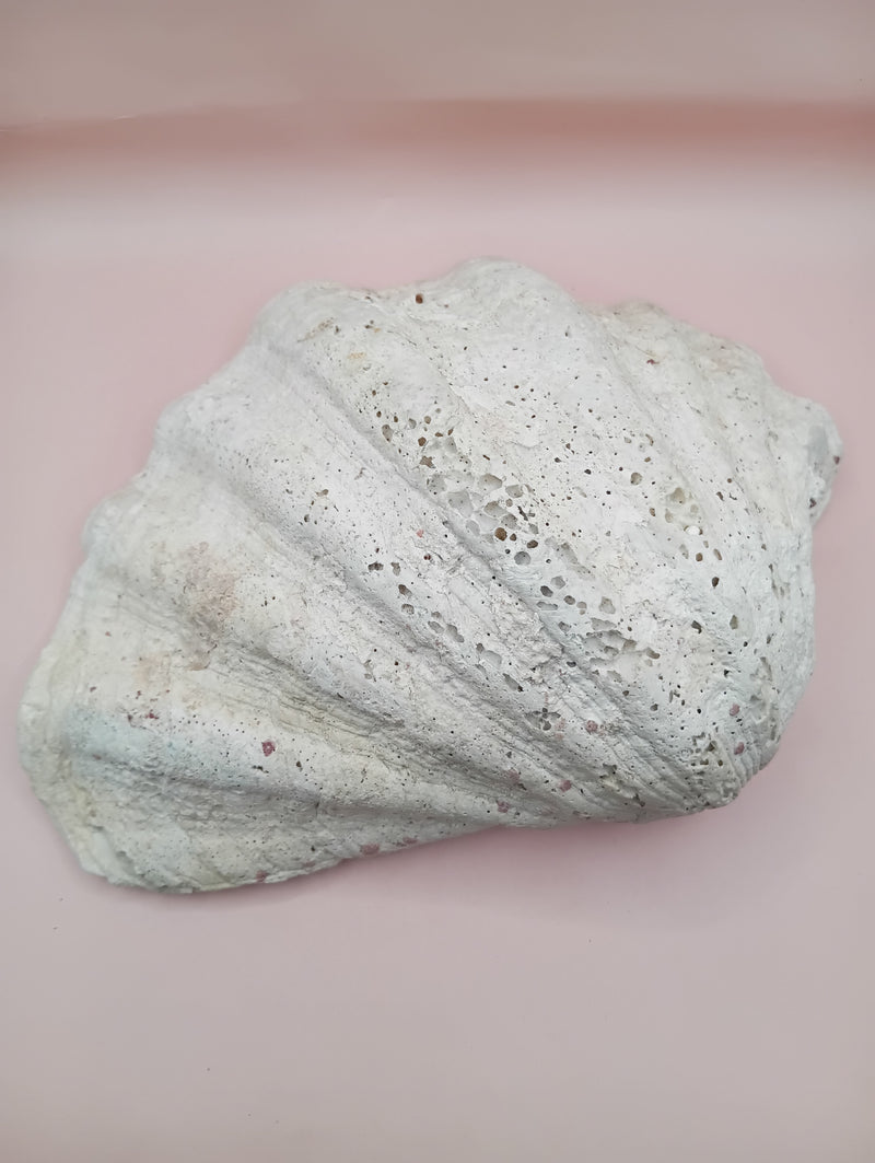 Giant clam shell half 11.7 inches – coastal decor centerpiece