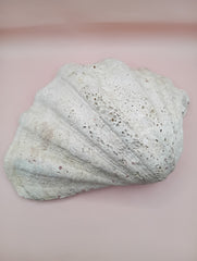 Giant clam shell half 11.7 inches – coastal decor centerpiece