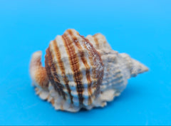 Distorsio anus shell, 2.6 inches, ribbed twisted form with brown-and-cream stripes and flared lip.