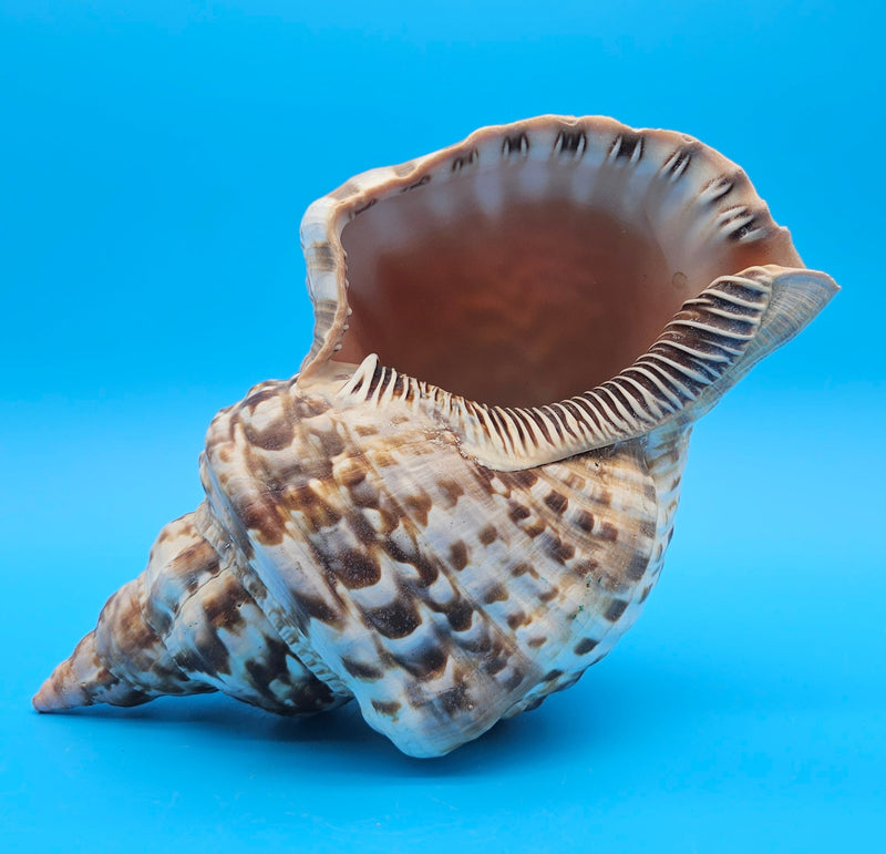 Blonde Triton shell 9.75-inch golden brown ridged sea shell with flared peach opening for coastal décor