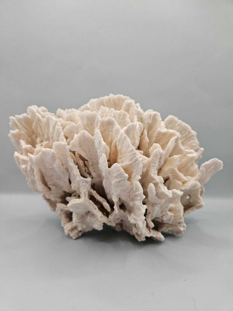 Vintage Merulina coral, 8.5 inches by 5 inches, with wave-like ridges and intricate textures, perfect for coastal or marine-themed décor.