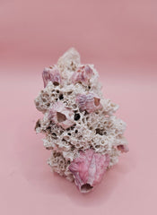 Ivory Bush Coral Mixed with Gulf of Mexico Barnacle – Oculina Varicosa 