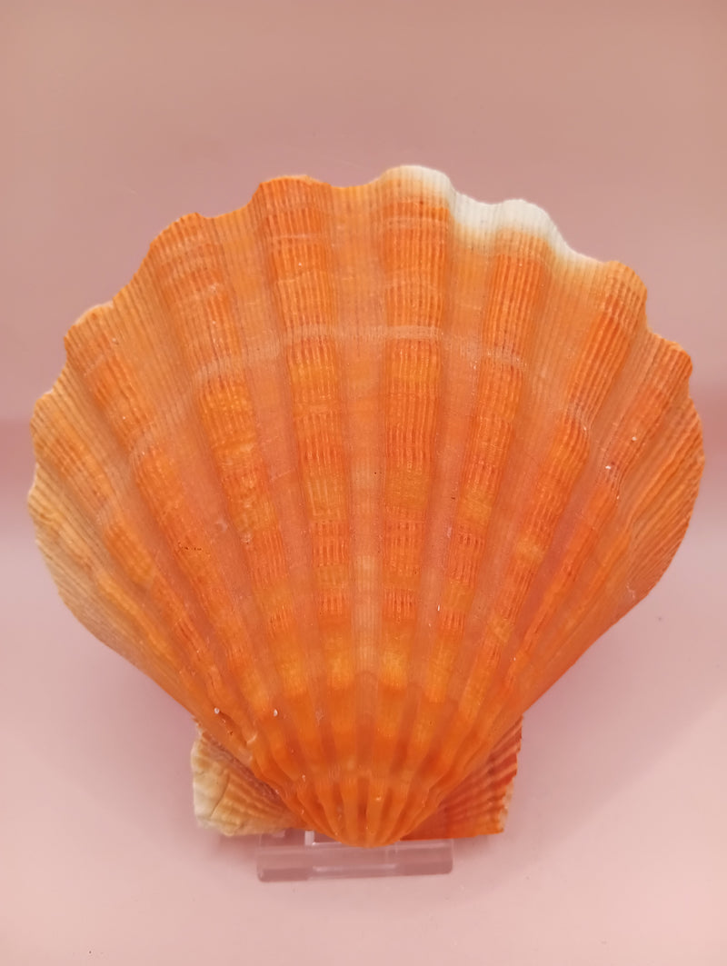 Orange Lion Paw Shell – Natural Vibrant Seashell for Coastal Décor