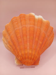Orange Lion Paw Shell – Natural Vibrant Seashell for Coastal Décor