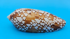 Conus pennaceus Feathered Cone shell with white markings over brown background, glossy 4-inch cone shell.