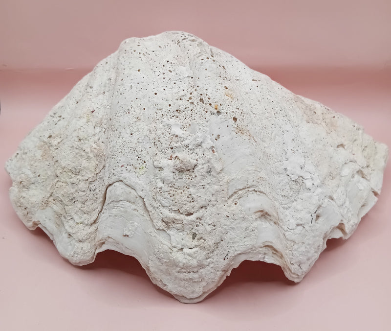 Giant clam shell half 11.7 inches – coastal decor centerpiece