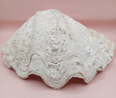 Giant clam shell half 11.7 inches – coastal decor centerpiece