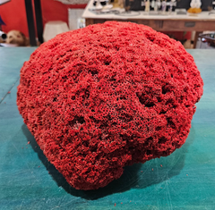 Large red pipe coral specimen with natural tube structure and dome shape, measuring 13x11.5x8 inches