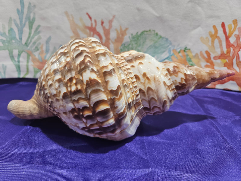 Triton Trumpet Charonia Variegata Display Shell - 11"