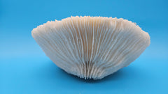 Vintage mushroom coral specimen for coastal home decor - natural marine piece