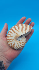 Tiger Nautilus Shell – Striking Natural Ocean Decor 3.6