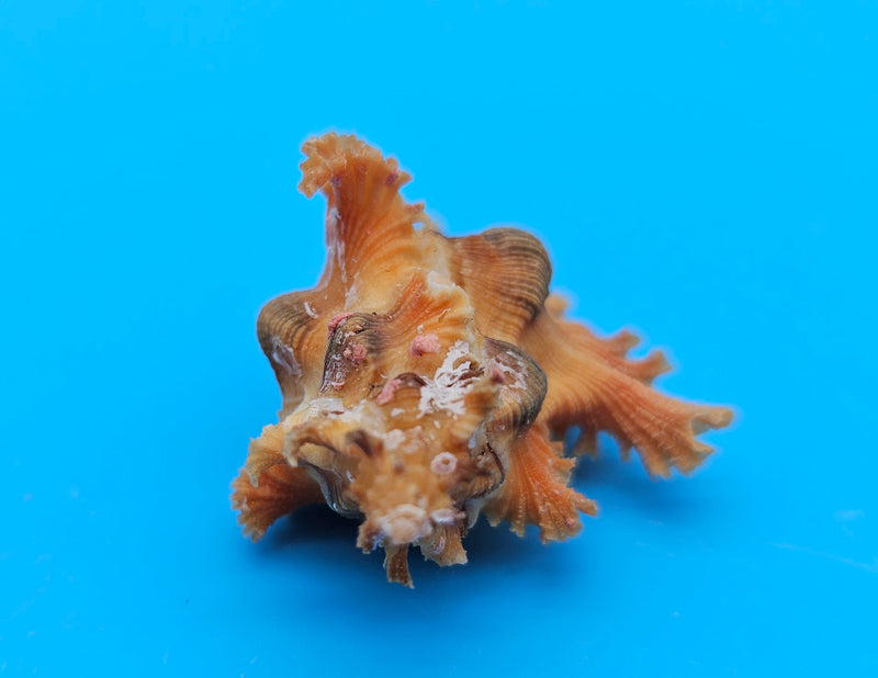  Murex crocatus shell, 2.2 inches, orange spiny fronds with intricate ridges, from Zambales, Philippines.