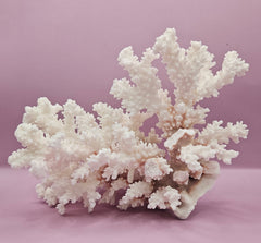 Close-up of vintage brownstem coral with delicate branching and subtle brown accents, perfect for marine decor.